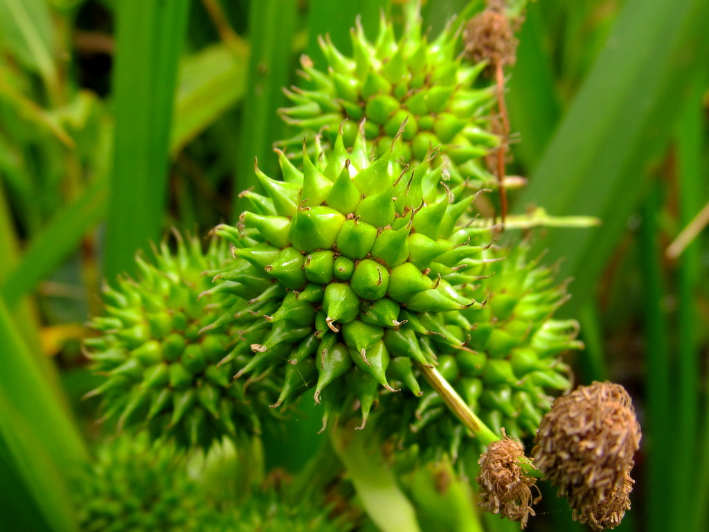 Image of Sparganium erectum specimen.