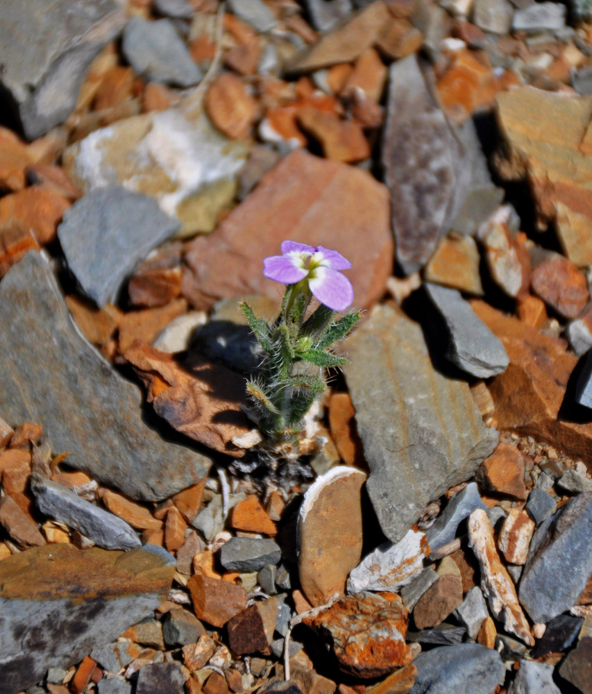 Image of Dontostemon perennis specimen.