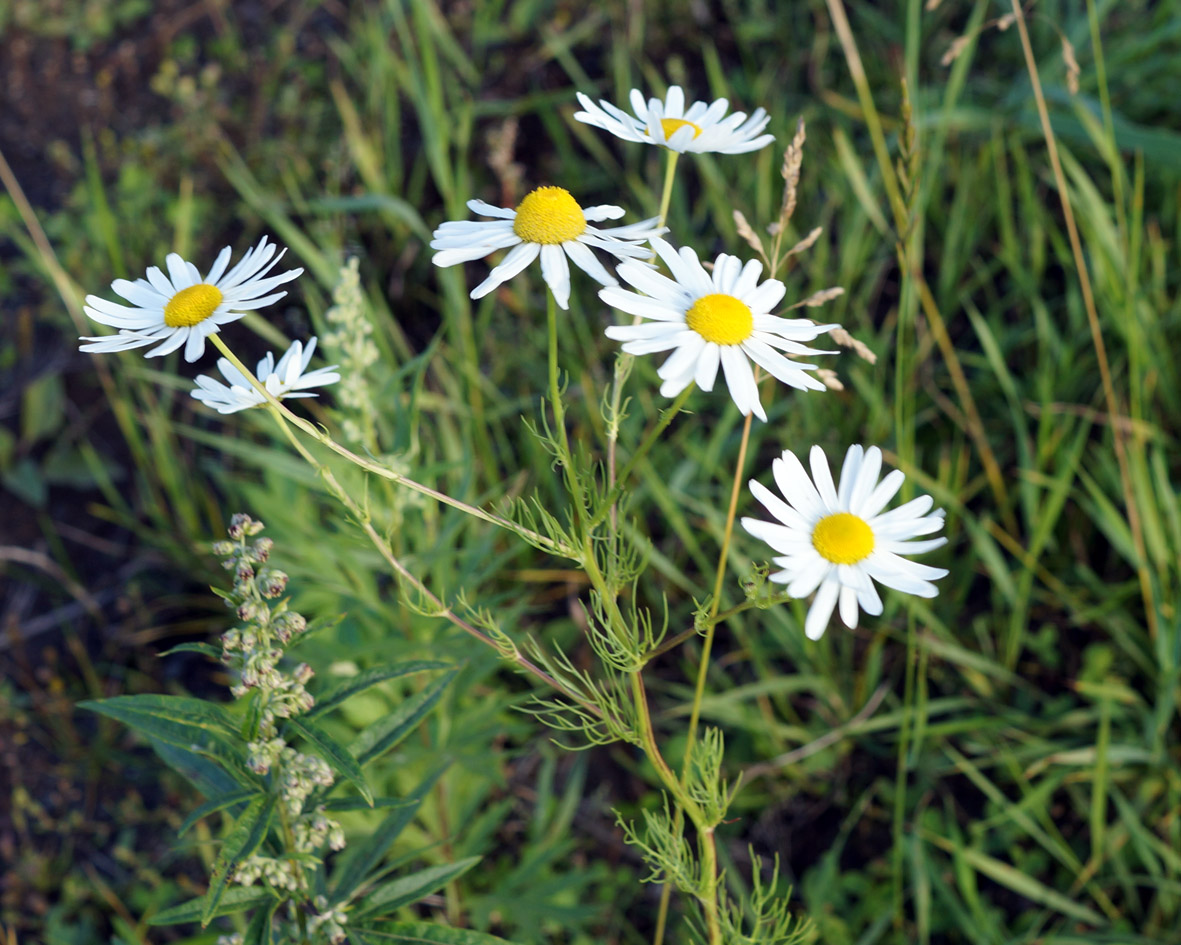 Изображение особи Tripleurospermum inodorum.