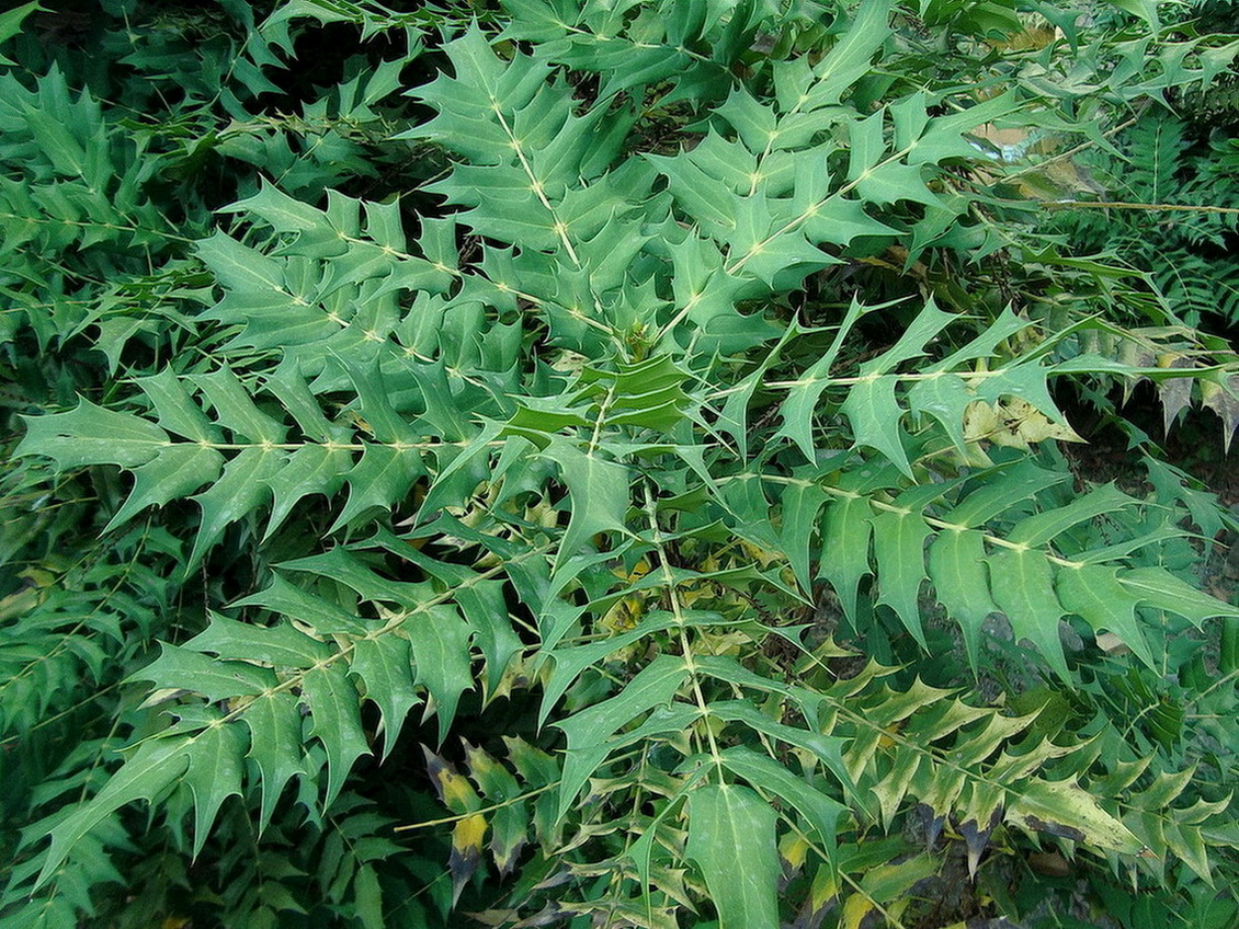 Изображение особи род Mahonia.