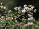 Ceanothus decornutus