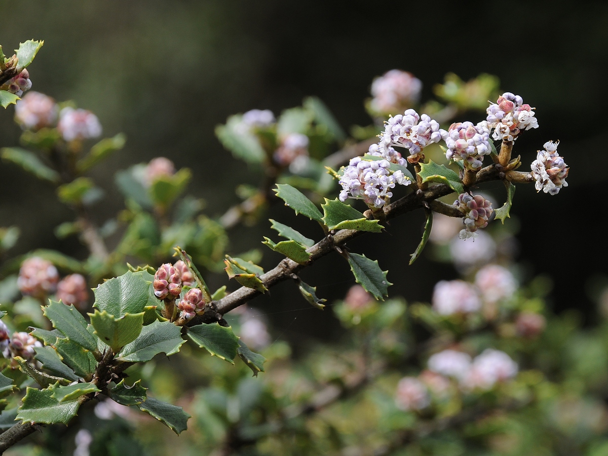 Image of Ceanothus decornutus specimen.