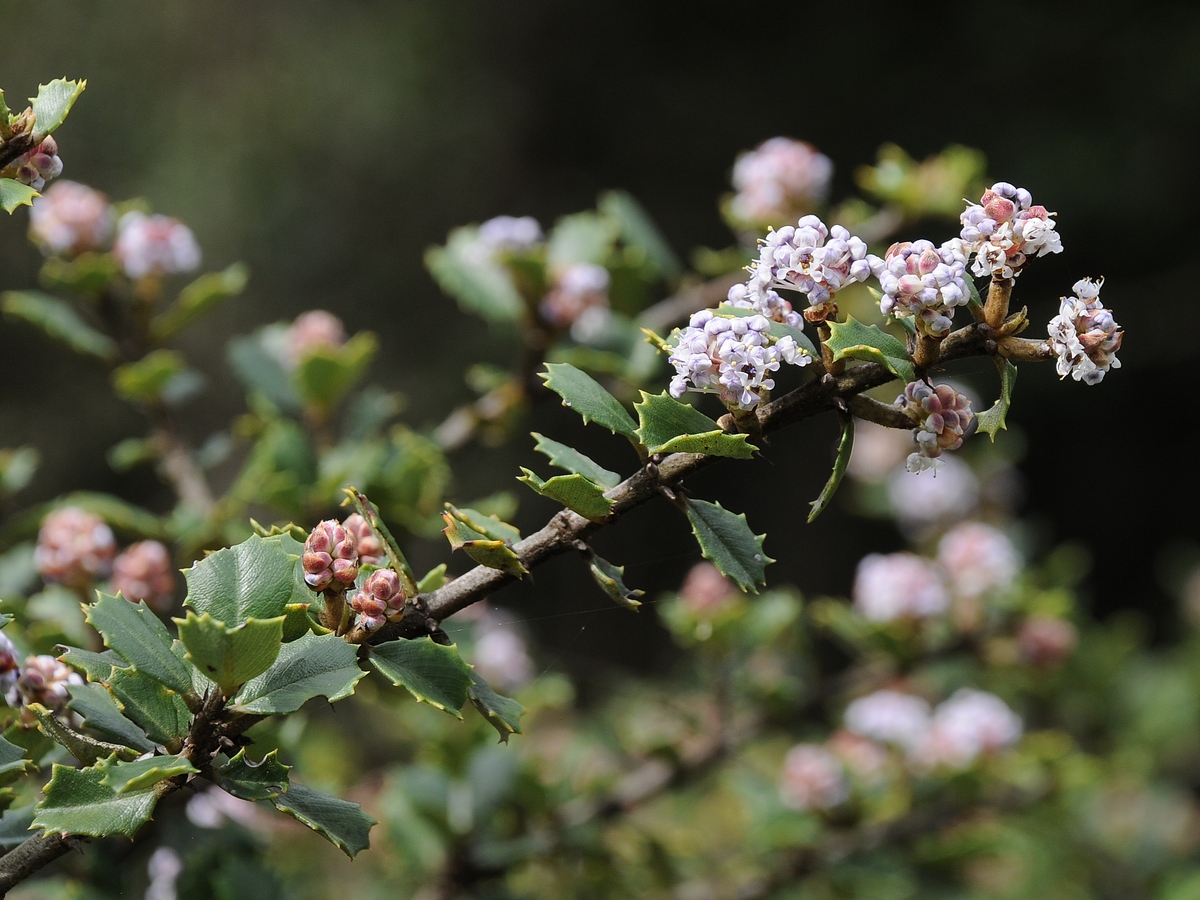 Изображение особи Ceanothus decornutus.