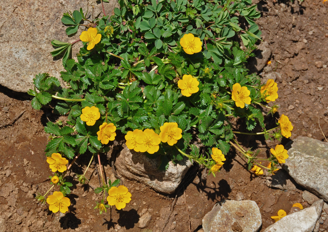 Image of Potentilla ruprechtii specimen.