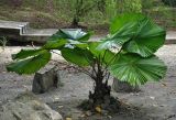 Licuala peltata variety sumawongii. Плодоносящее растение. Малайзия, о-в Калимантан, г. Кучинг, в культуре. 12.05.2017.
