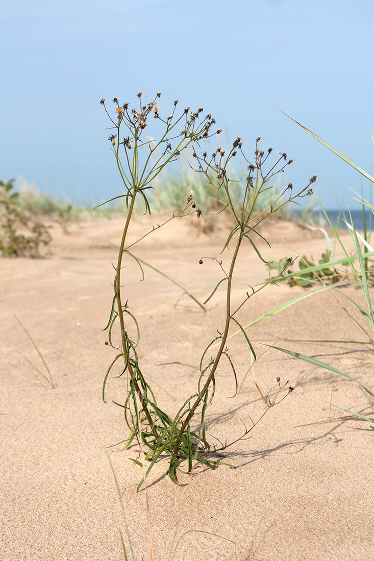 Image of Hieracium umbellatum var. dunale specimen.