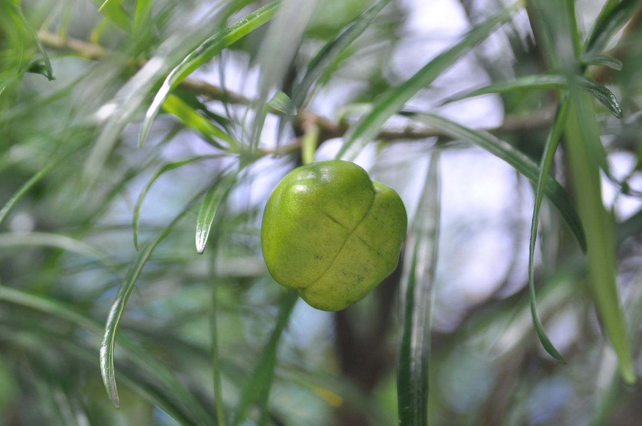 Image of Thevetia peruviana specimen.