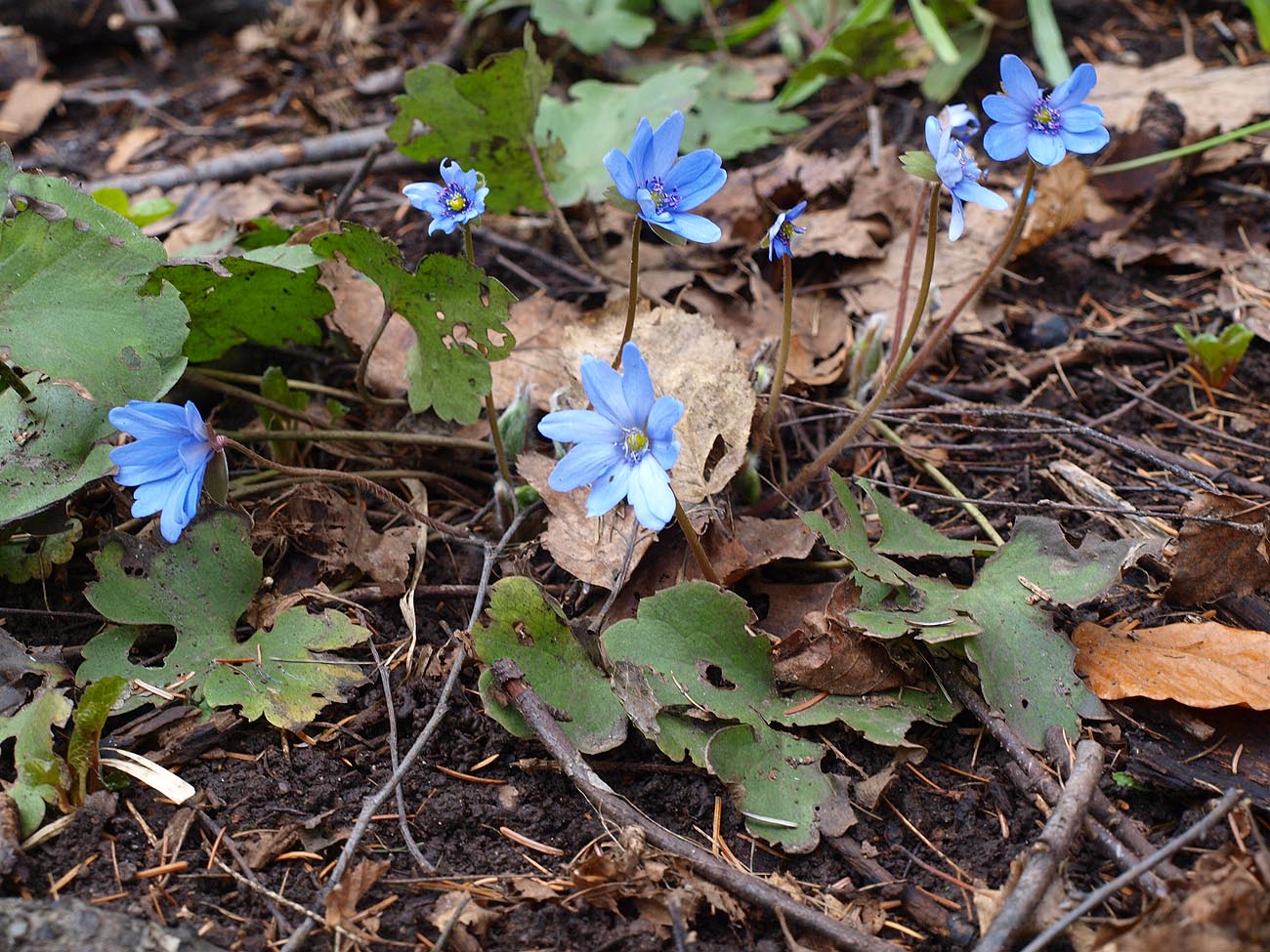 Изображение особи Hepatica transsilvanica.