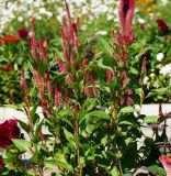 Celosia cristata