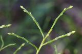 Vaccinium myrtillus. Веточки с почками. Ленинградская обл., Всеволожский р-н, окр. пос. Куйвози, смешанный лес. 14.04.2018.
