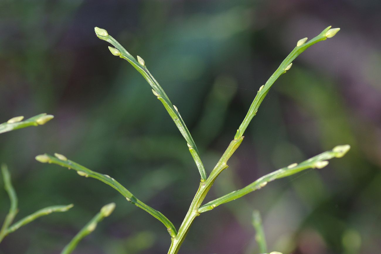 Image of Vaccinium myrtillus specimen.