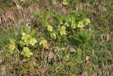 Helleborus caucasicus