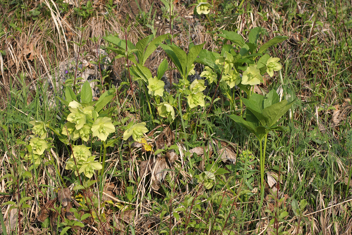 Image of Helleborus caucasicus specimen.