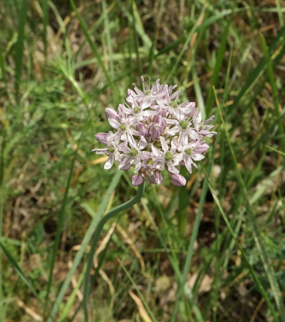 Изображение особи Allium quercetorum.