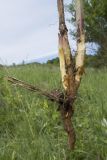 Aristolochia clematitis. Нижняя часть выкопанного растения с частью корневища, остатками прошлогоднего высохшего побега и заложившимися молодыми побегами. Краснодарский край, Крымский р-н, окр. станицы Гладковская, разнотравный луг. 12.05.2018.