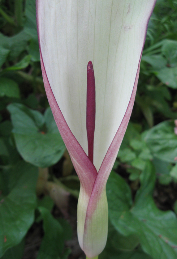 Image of Arum amoenum specimen.