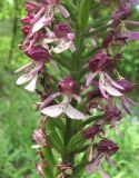 Orchis subspecies caucasica