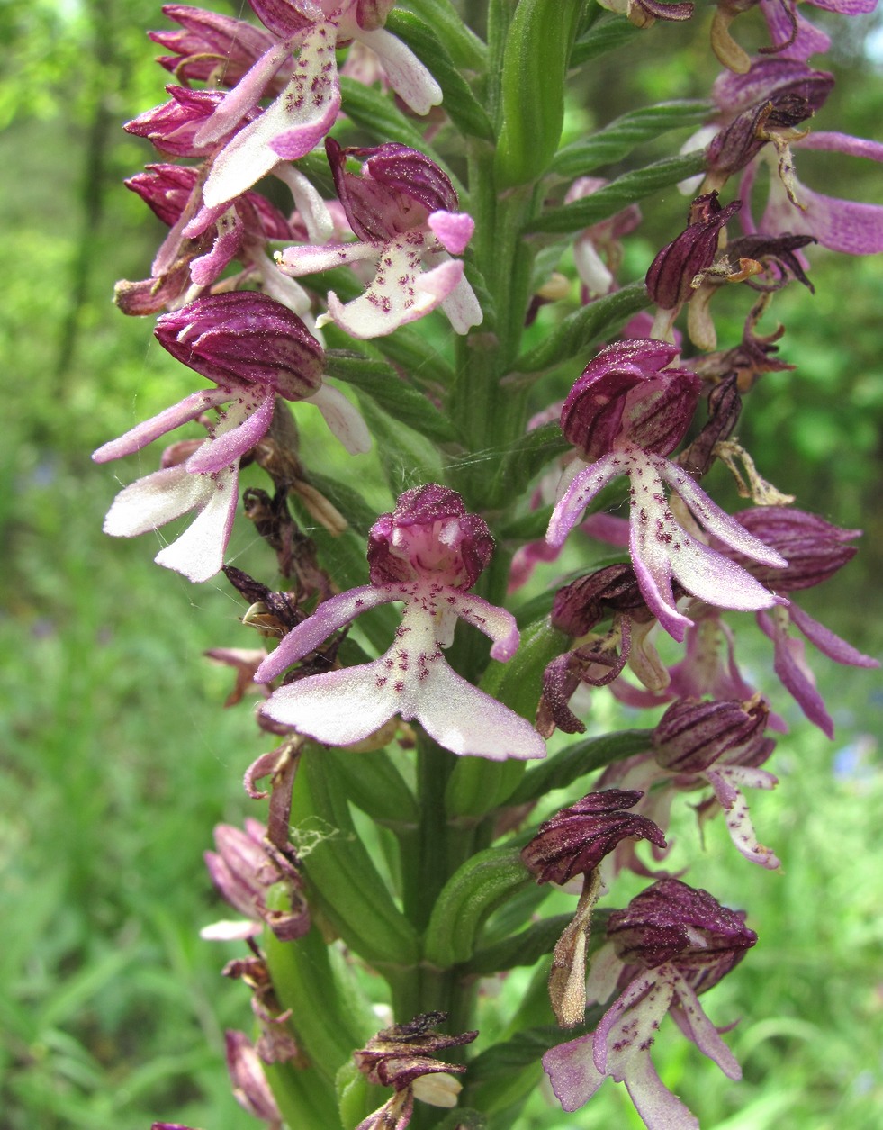 Image of Orchis purpurea ssp. caucasica specimen.