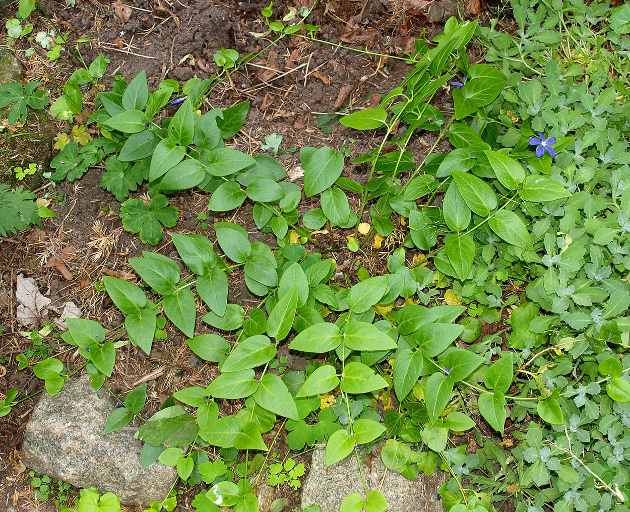 Изображение особи Vinca pubescens.