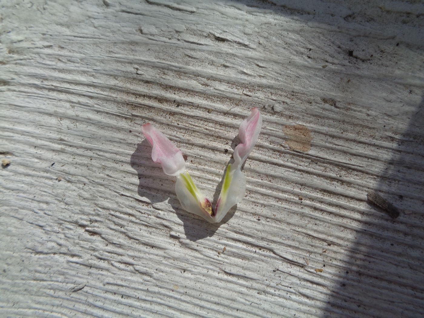 Image of Dicentra spectabilis specimen.