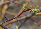 Crataegus chlorocarpa