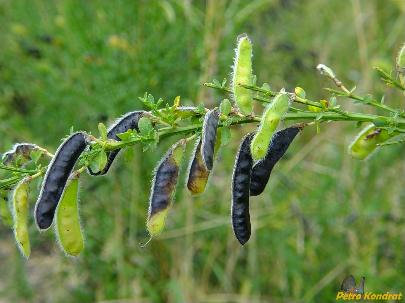 Image of Sarothamnus scoparius specimen.