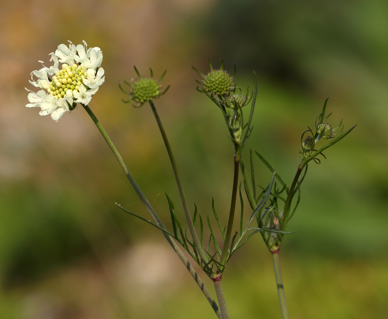 Изображение особи Scabiosa ochroleuca.