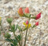 Lotus frondosus. Верхушки побегов с соцветиями. Краснодарский край, Щербиновский р-н, Глафировская коса, береговой вал из ракушки. 28.07.2018.