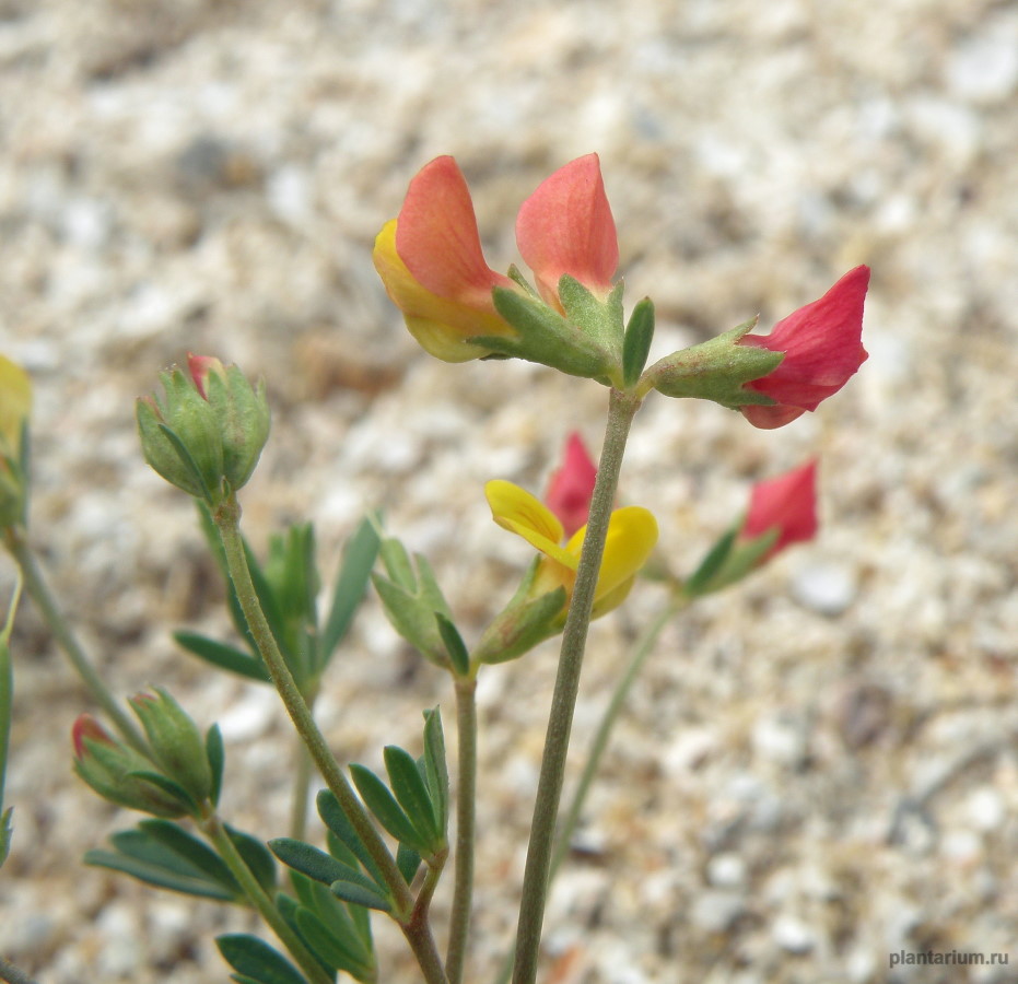 Image of Lotus frondosus specimen.