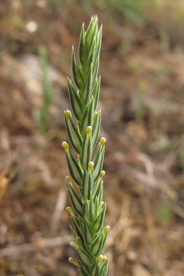 Image of Crucianella angustifolia specimen.