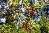 Cercis siliquastrum