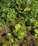 Ligularia calthifolia