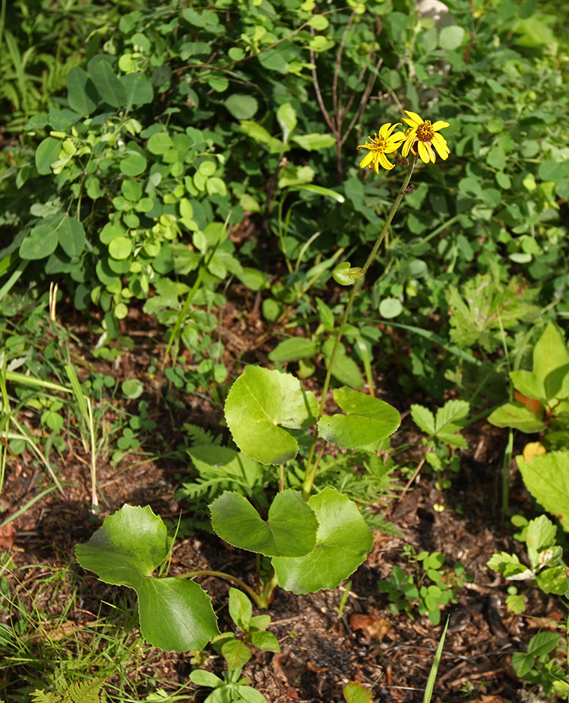 Изображение особи Ligularia calthifolia.