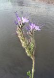 Phacelia tanacetifolia
