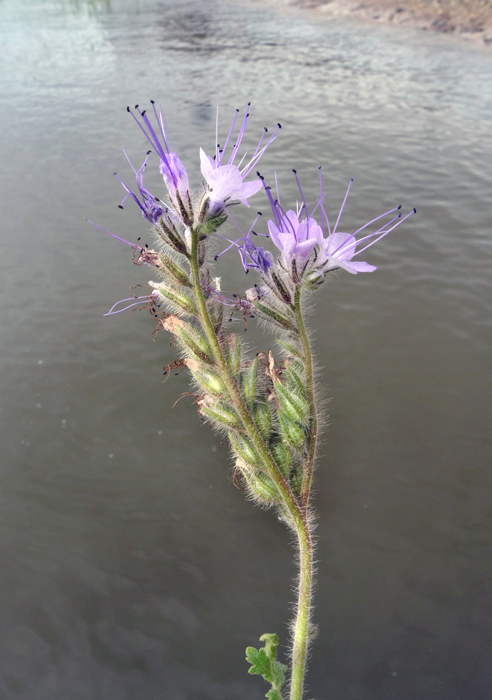 Image of Phacelia tanacetifolia specimen.