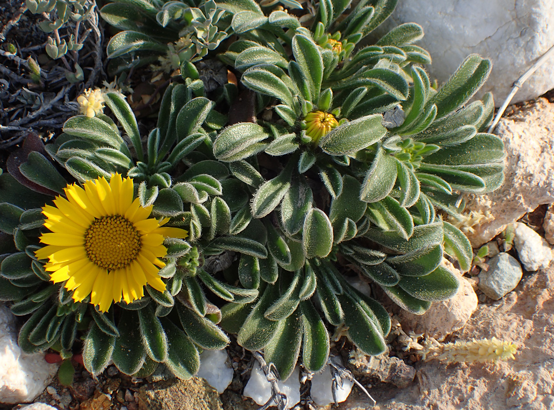 Image of Pallenis maritima specimen.