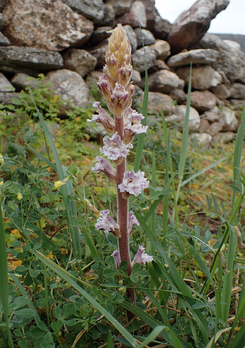 Image of Orobanche crenata specimen.