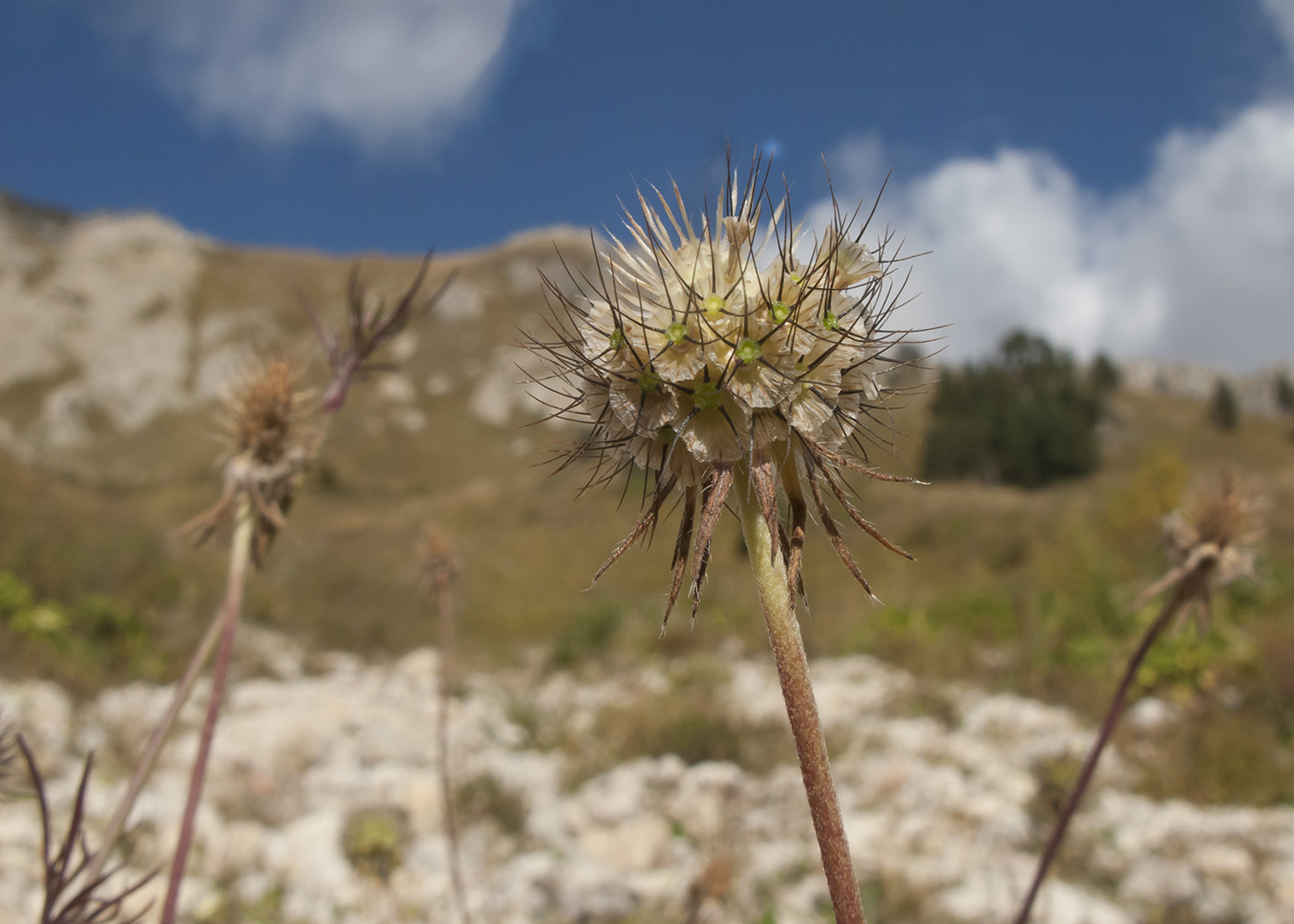 Изображение особи Scabiosa bipinnata.