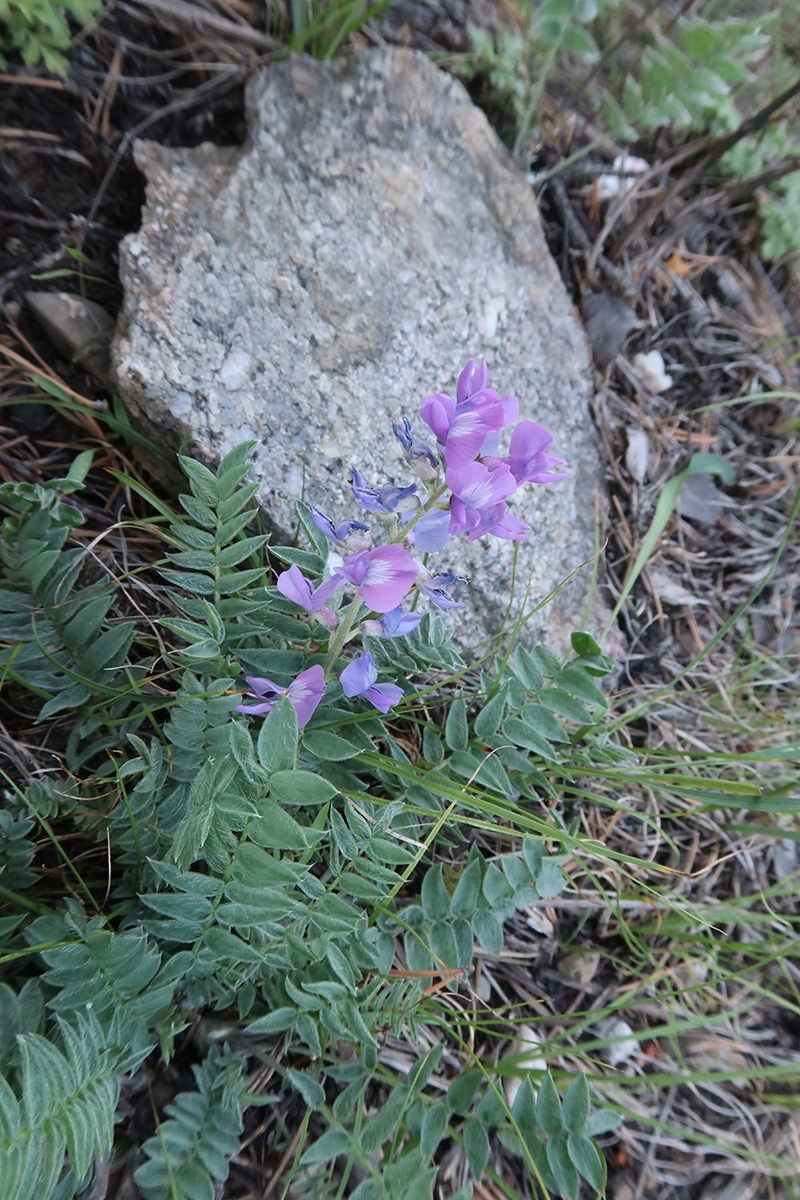 Изображение особи Oxytropis coerulea.