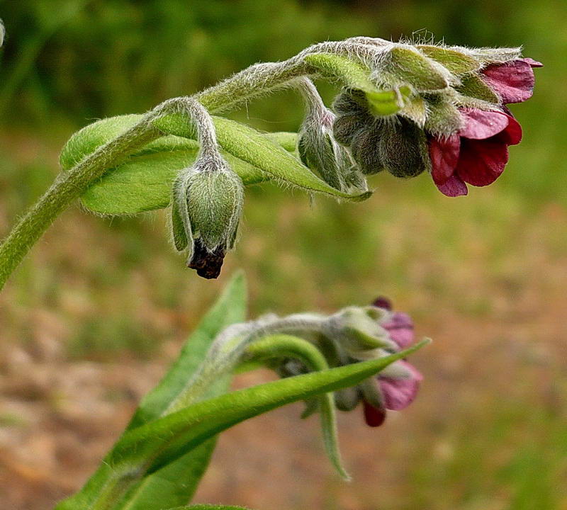 Image of Cynoglossum officinale specimen.