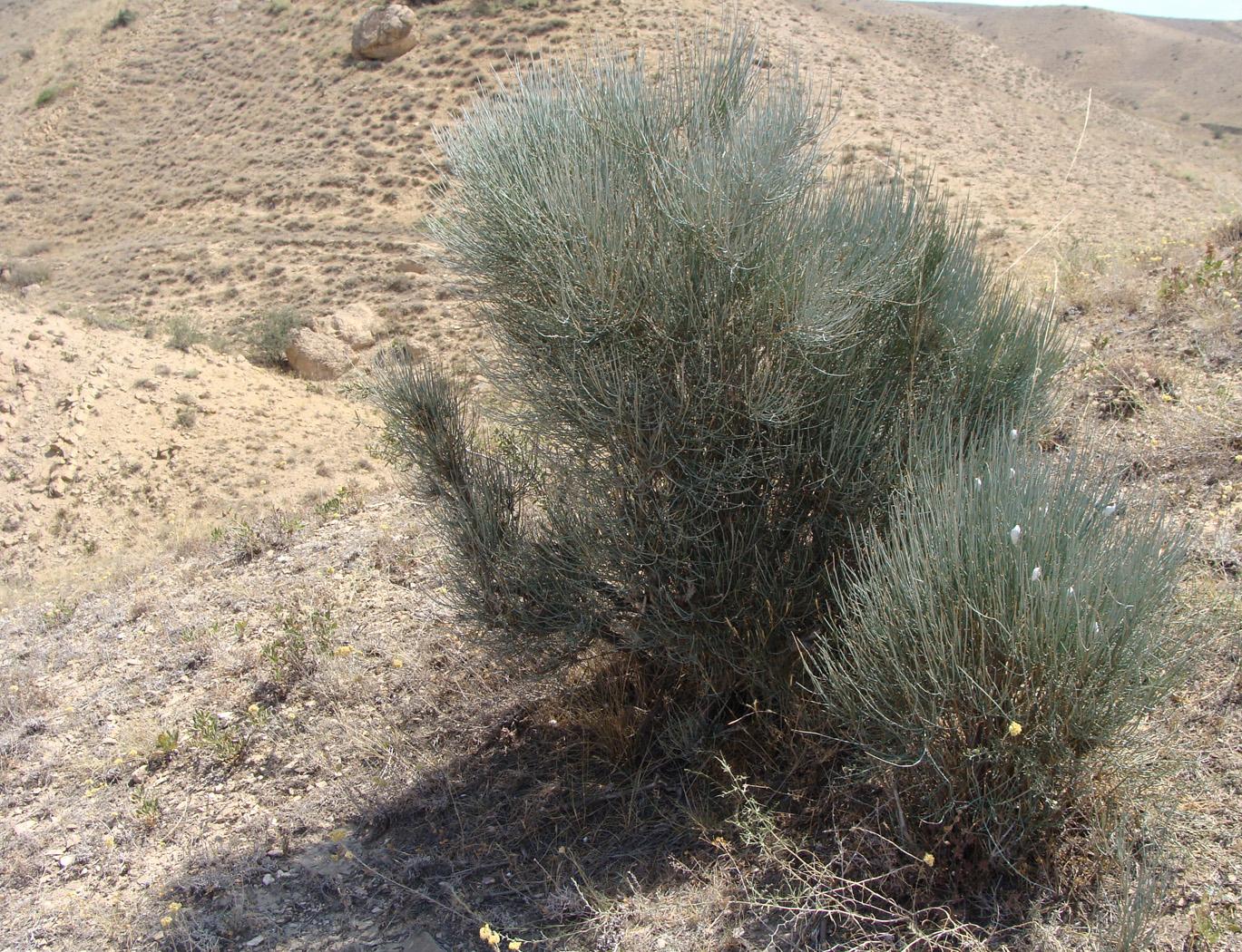 Image of Ephedra procera specimen.