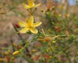 Hypericum triquetrifolium