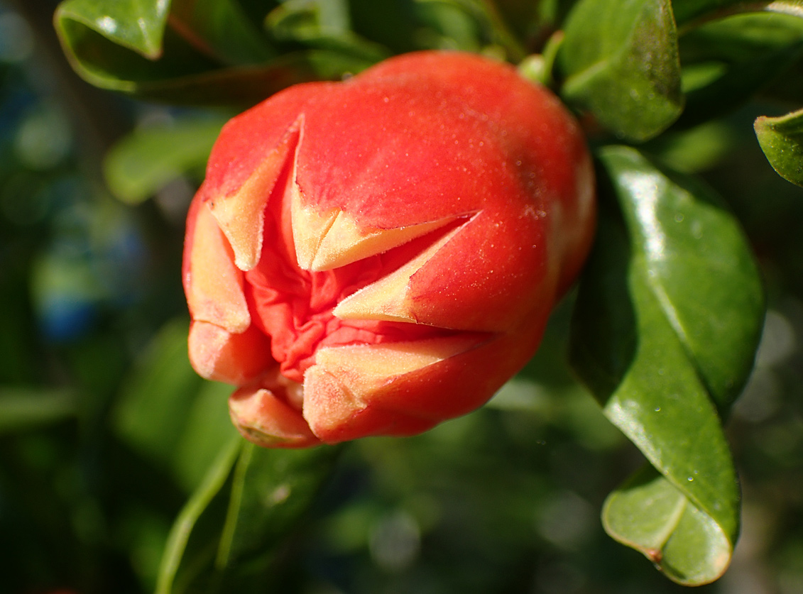 Image of Punica granatum specimen.