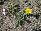 Taraxacum dissectum