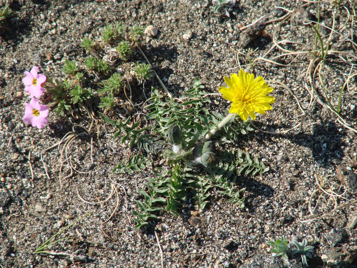 Image of Taraxacum dissectum specimen.