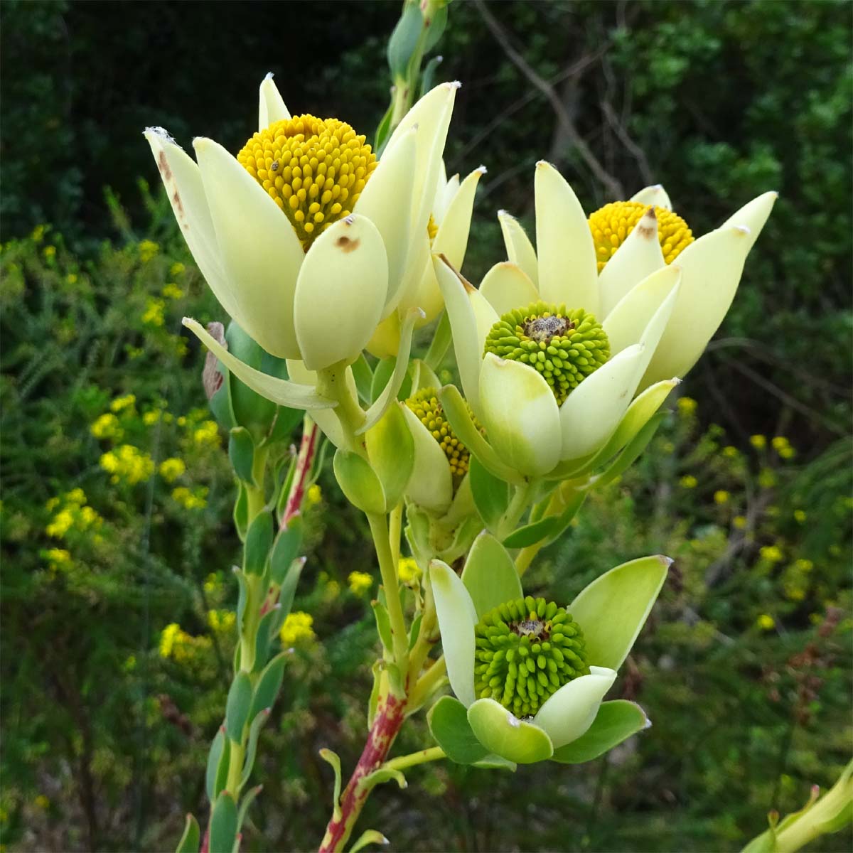 Изображение особи Leucadendron discolor.