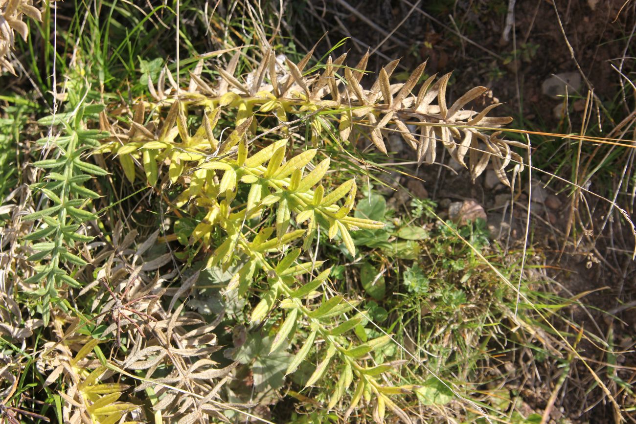 Изображение особи род Cirsium.