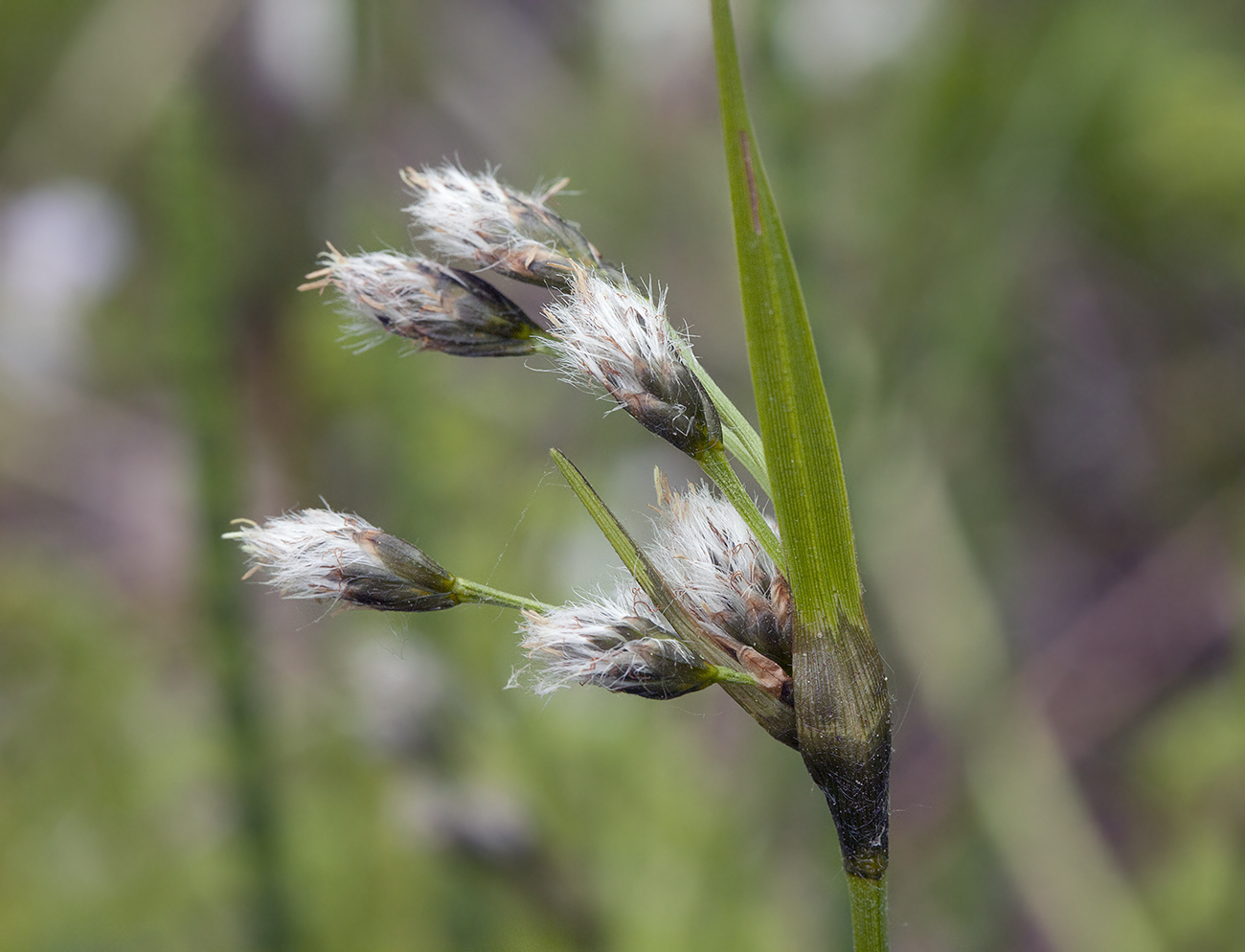 Image of Eriophorum latifolium specimen.