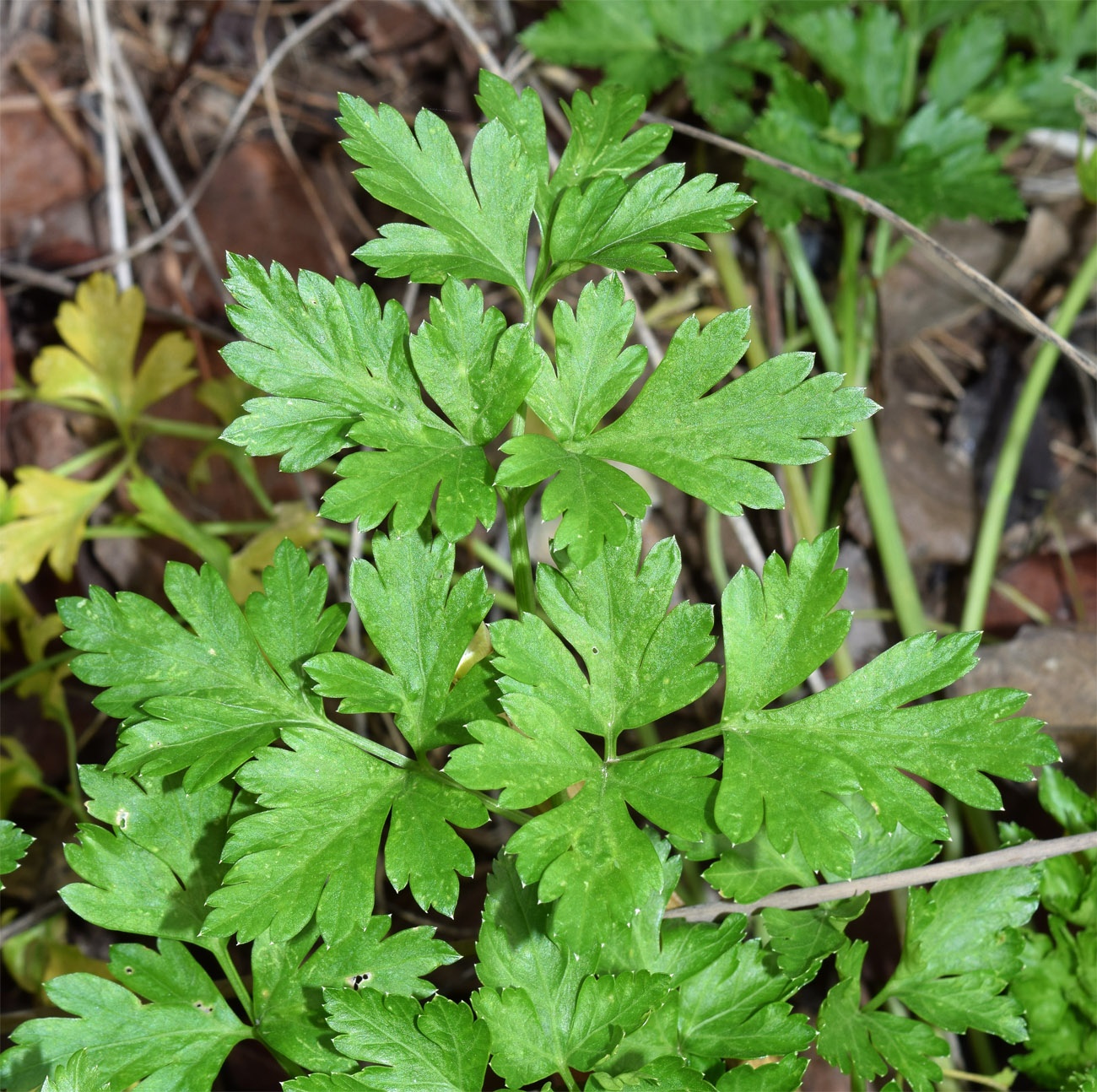 Изображение особи Petroselinum crispum.