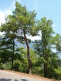 Pinus brutia